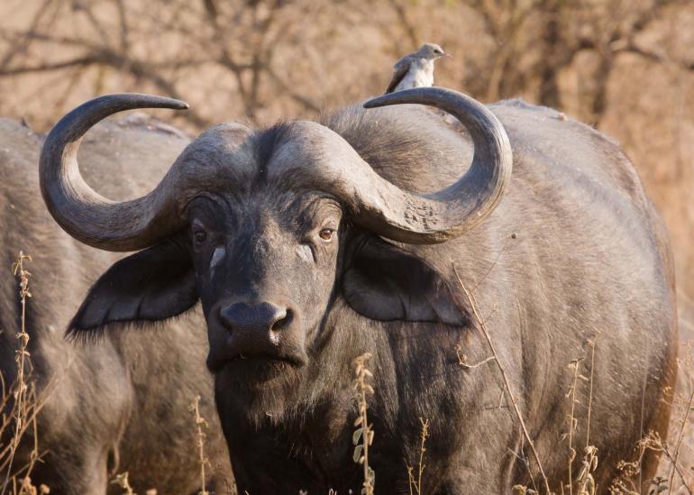 AFRICAN BUFFALOES